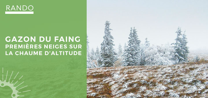Le chaume d&rsquo;altitude gelée du Gazon du Faing