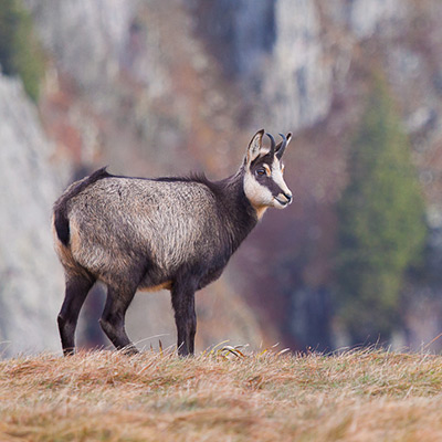 Rendez-vous à l&rsquo;aube avec les chamois vosgiens