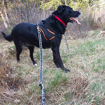 Test de la ligne de trait de canicross Manmat