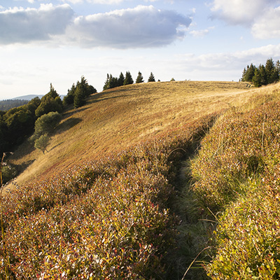 Balade vespérale sur la petite chaume du Haut Gazon